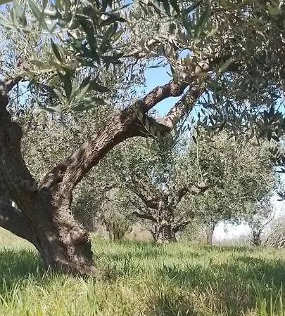 Olive Gardens Διαμέρισμα *