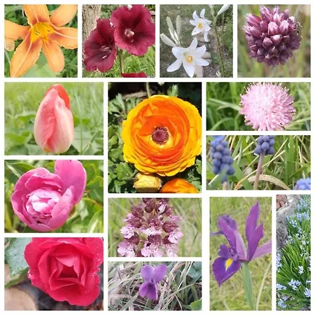 Apartman Olive Gardens